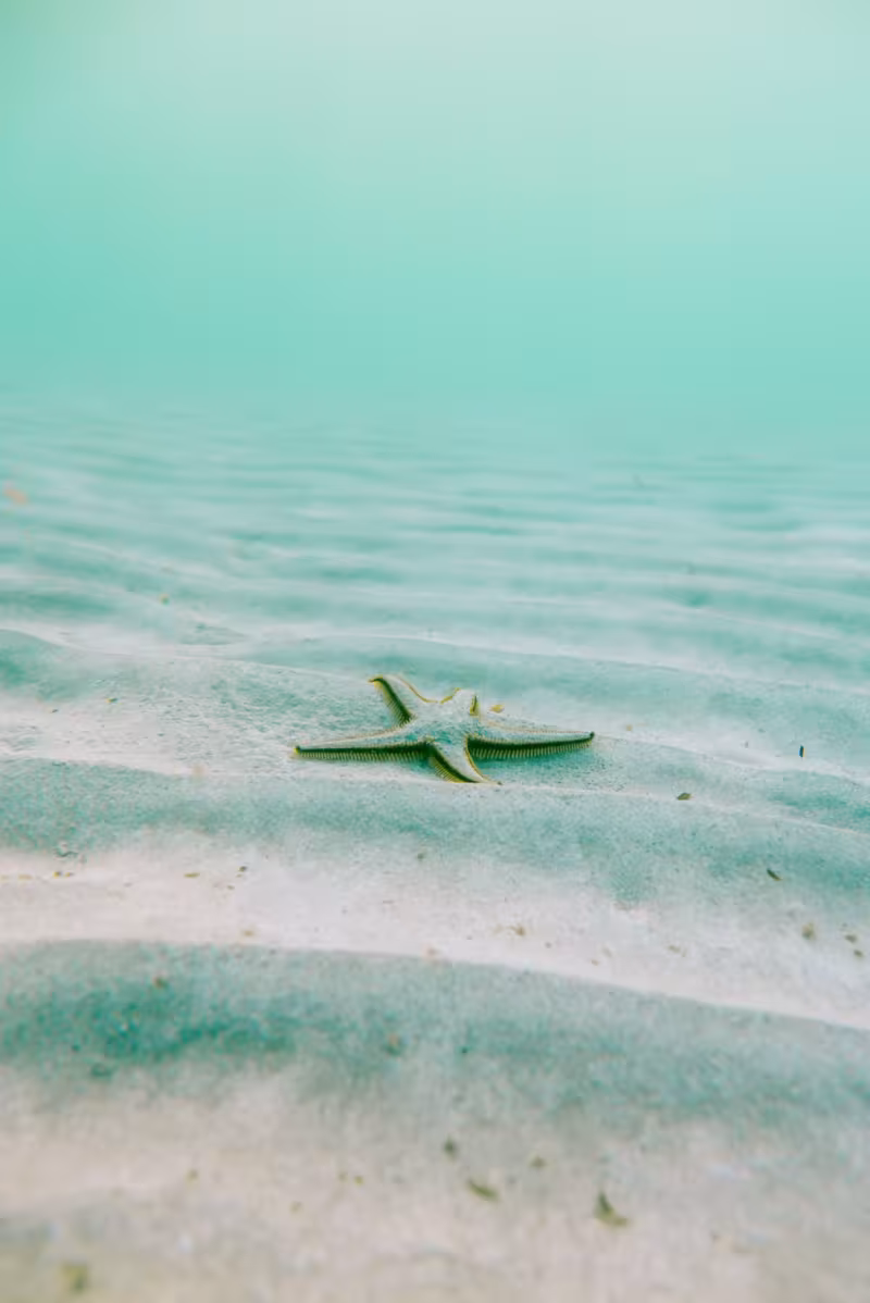étoile de mer