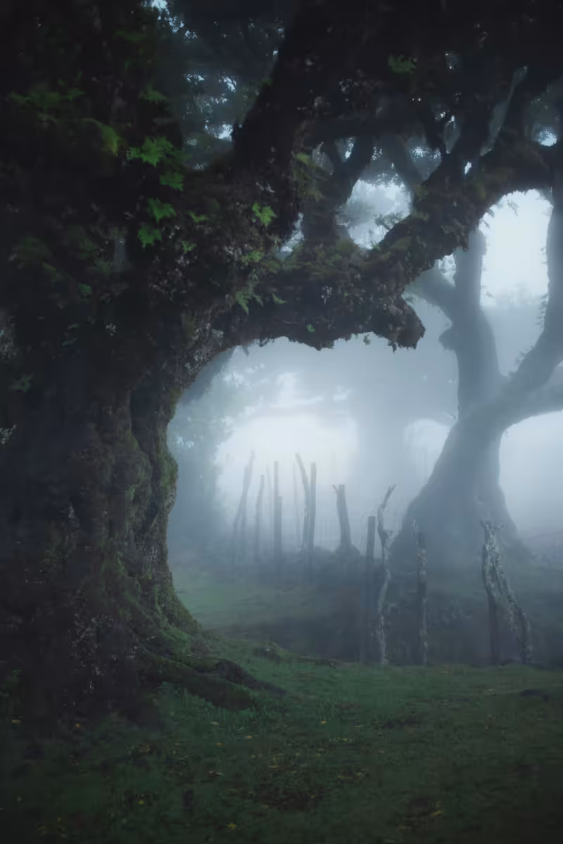 forêt hypnose spirituelle