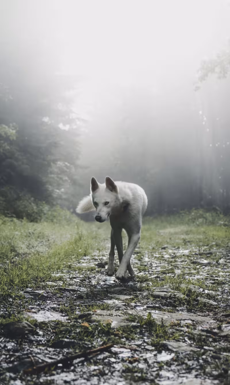loup animal totem hypnose